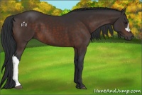 Horse Color:Brown 