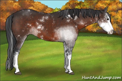 Horse Color:Brown Sabino
