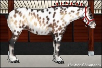 Horse Color:Brown Onyx Appaloosa