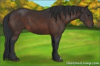 Horse Color:Brown 