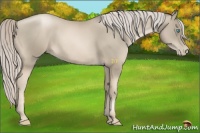 Horse Color:Chocolate Palomino Pearl