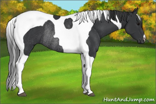 Horse Color:Black Tobiano Rabicano 