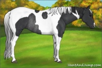 Horse Color:Black Tobiano Rabicano