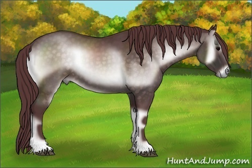 Horse Color:Platinum Chocolate Brown Onyx 