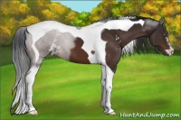 Horse Color:Brown Sabino Tobiano