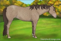 Horse Color:Classic Champagne 