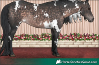 Horse Color:Platinum White Spotted Brown 