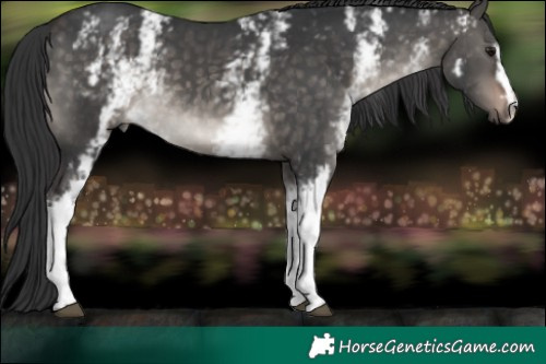 Horse Color:White Spotted Brown Dun Mushroom