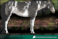Horse Color:White Spotted Brown Dun Mushroom 