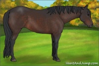 Horse Color:Brown 