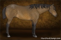 Horse Color:Buckskin 