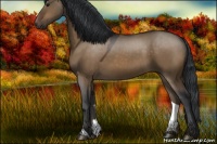 Horse Color:Brown Dun