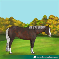 Horse Color:Silver Brown Splash