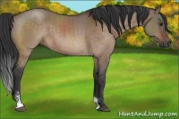Horse Color:Bay Roan Dun Sabino Brindle