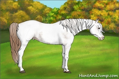 Horse Color:White Spotted Chestnut 