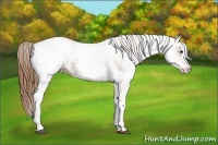 Horse Color:White Spotted Chestnut 