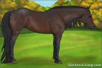 Horse Color:Brown 