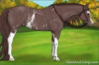 Horse Color:White Spotted Chocolate Black Appaloosa Rabicano