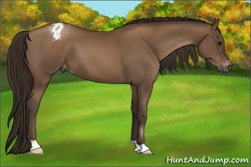 Horse Color:Gray Black Pearl Appaloosa 
