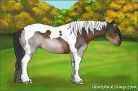 Horse Color:Brown Tobiano 