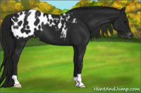 Horse Color:Gray Black Appaloosa