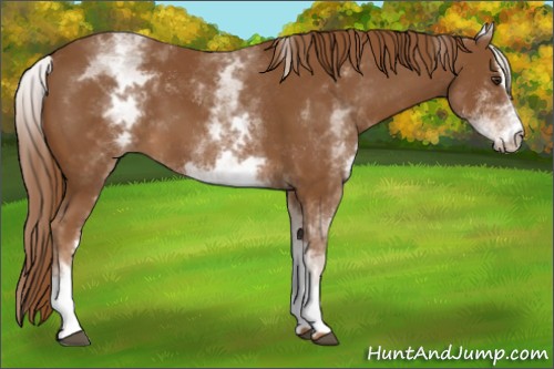 Horse Color:White Spotted Chestnut Sabino