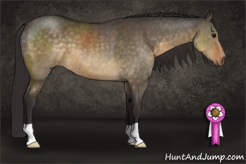 Horse Color:Buckskin Dun 