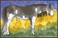 Horse Color:Smoky Black Splash