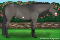 Horse Color:Black Frame 