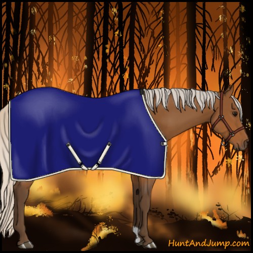 Horse Color:Silver Brown Rabicano 