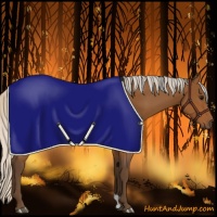 Horse Color:Silver Brown Rabicano 