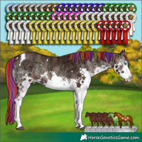 Horse Color:Painted White Spotted Chocolate Blue Onyx Ice Splash Tobiano 