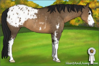 Horse Color:Gray Brown Dun Sabino Appaloosa 
