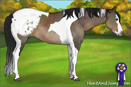 Horse Color:Gray Brown Dun Sabino Splash Tobiano Appaloosa 