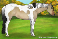 Horse Color:Gray Brown Dun Tobiano