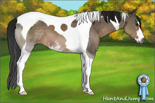 Horse Color:Gray Brown Dun Sabino Tobiano Appaloosa