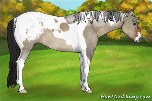 Horse Color:Gray Brown Dun Sabino Tobiano Appaloosa