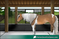 Horse Color:Silver Buckskin Tobiano 