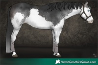 Horse Color:Platinum Brown Splash 