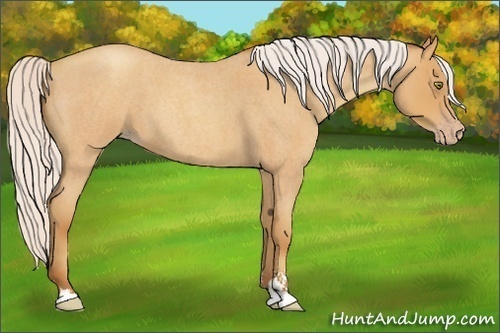 Horse Color:Silver Amber Champagne Roan Sabino