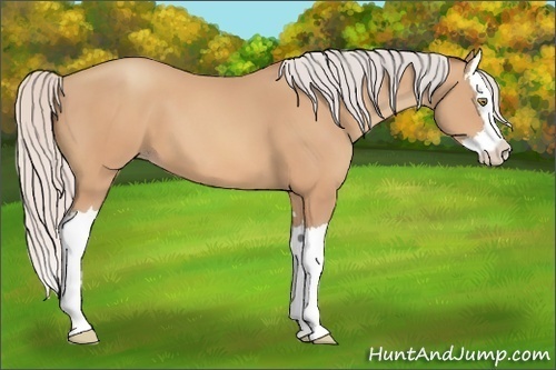 Horse Color:Silver Amber Champagne Sabino Splash