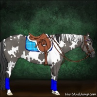 Horse Color:White Spotted Grullo