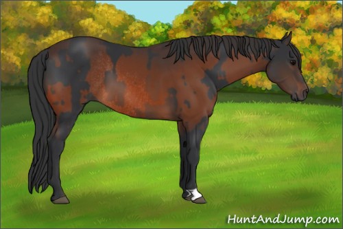 Horse Color:Brown Rabicano and Brown Rabicano