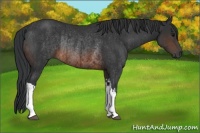 Horse Color:Brown Rabicano  and Brown Rabicano 