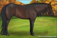 Horse Color:Brown 