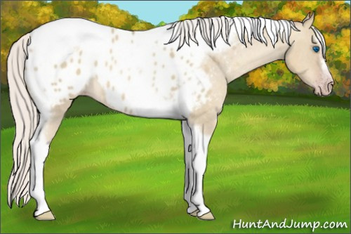 Horse Color:Gray Silver Amber Cream Champagne Roan Dun Splash Tobiano Frame Appaloosa Rabicano 