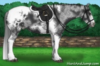 Horse Color:White Spotted Black Splash Tobiano Frame Appaloosa 