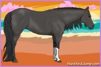 Horse Color:Black 