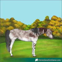 Horse Color:Gray Platinum White Spotted Chocolate Brown Onyx Splash  and Platinum White Spotted Bay Splash Frame 