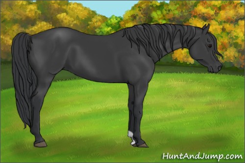 Horse Color:Black 